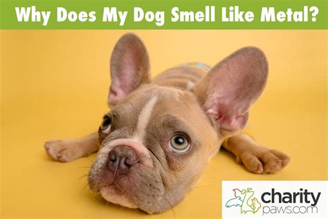 boxer metallic breath|Why Does My Dogʼs Breath Smell Like Metal – Vet Explains Pets.